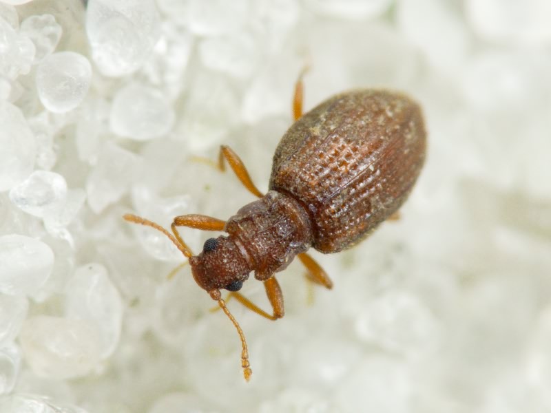 Stephostethus angusticollis (Gyllenhal, 1827)